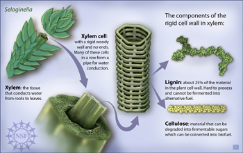 The primitive plant <i>Selaginella</i> has lignin and cellulose in many of its cell walls.