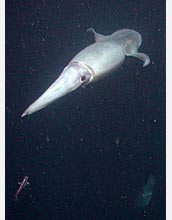 The jumbo squid is a top predator in the eastern tropical Pacific Ocean.