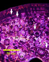 A cross-section of the fibula of Limusaurus, used to determine the animal's age.