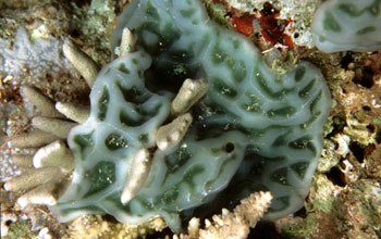 <em>Lissoclinum patella</em> Ascidian