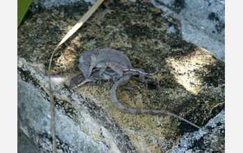 Photo showing a mating pair of brown anole lizards from the Bahamas.