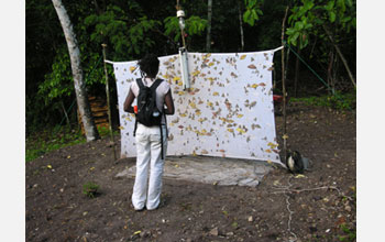 Photo of a student researcher standing at a blacklight sheet, a trap for catching insects at night.