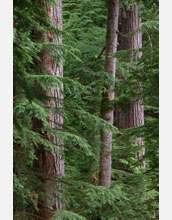 Photo of an old-growth forest.