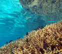 the Moorea Coral Reef LTER Site.