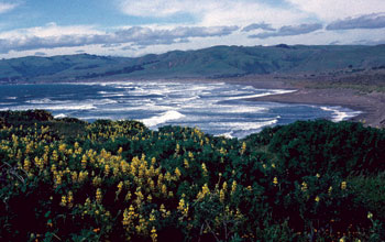 Research at Bodega Marine Reserve