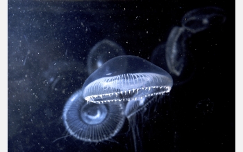 The crystal jellyfish (<em>Aequorea aequorea</em>) can give a bioluminescencet light show