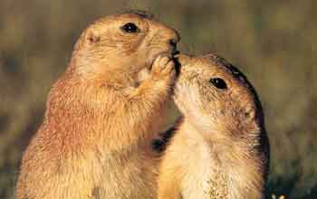 Prairie dogs