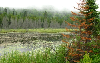 lake surrounded by trees