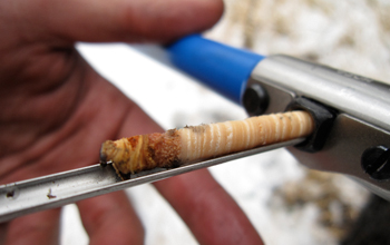 Core from a Douglas fir tree showing the annual growth of the stem.