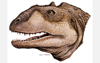 Illustration of head reconstruction of Majungasaurus, a Late Cretaceous dinosaur from Madagascar.