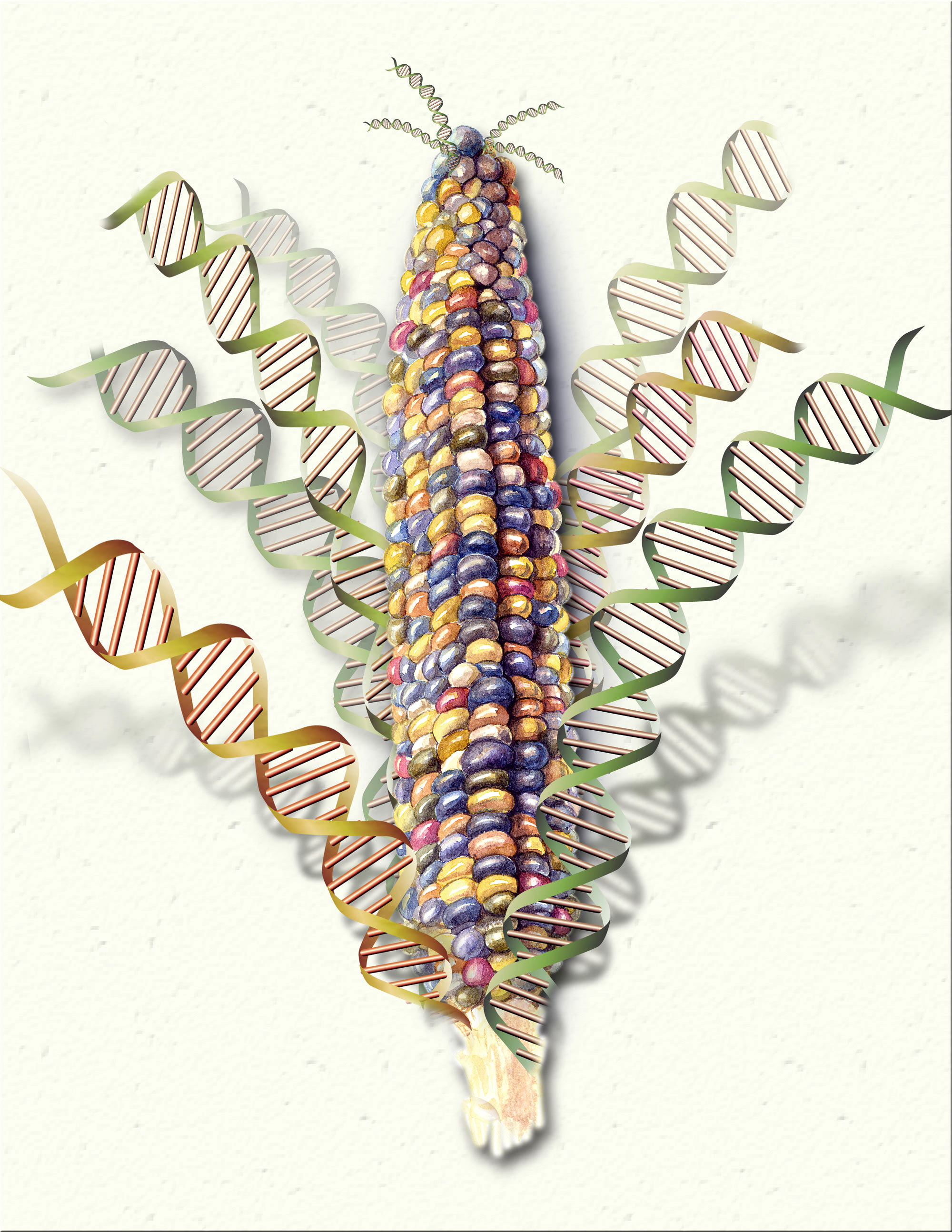 Scientists Complete Most Comprehensive Analysis Yet of Corn