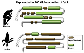 Human and maize genomes contain many repeated segments that make sequencing difficult.