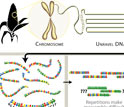 How the maize genome will be sequenced