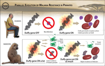 Illustration showing Duffy gene's role in parasite infection