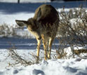 Photo of a deer browsing on a shrub.