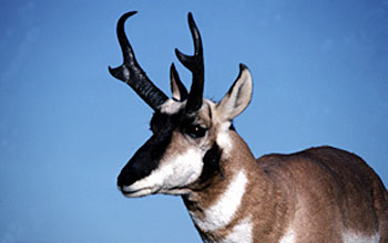Photo of a Pronghorn antelope.
