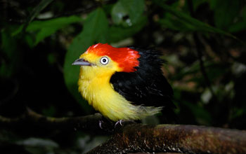 Photo of a male wire-tailed manakin displaying his striking plumage.