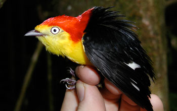 Photo of a hand holding a 3-year old male wire-tailed manakin with adult plumage.