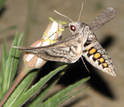 A hawkmoth drinking nectar from a flower