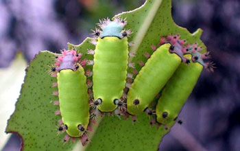 Stinging Caterpillar (<em>Acharia horrida</em>)