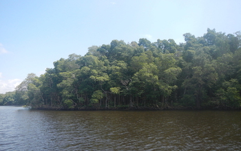 Mangroves in Everglades National Park