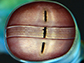 close-up of the unique architecture of the mantis shrimp eye