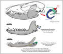 Illustrations showing the middle ears of a modern mammal and the newly discovered fossil mammal.