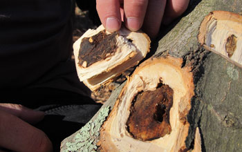 Photo of a trunk showing interior damage by Asian longhorned beetles.