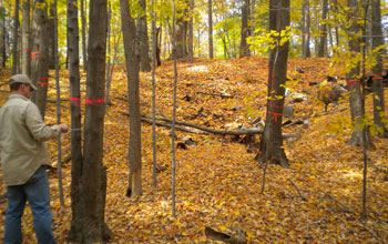 Photo of scientist Nathan Siegert measuring an infested tree in a town abutting Worcester, Mass.