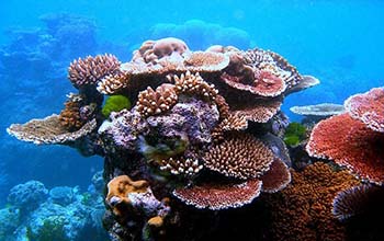 a variety of corals form an outcrop on Flynn Reef