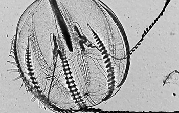 Ctenophore Pleurobrachia with ctenes