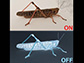 When ON neurons fire, a locust can smell an odor. OFF neurons fire once the smell goes away.