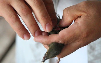 Close-up of hands radiotagging a Swainson's thrush