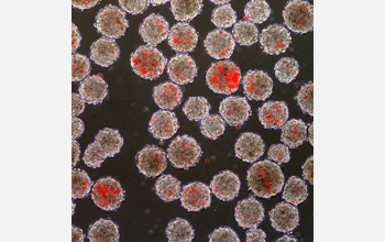 incorporation of microspheres (red stain) in embryoid bodies (gray clusters).