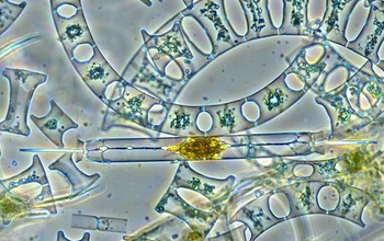 Marine plankton.