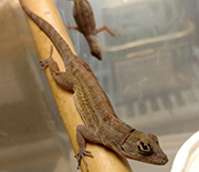 Brown anole lizard (Anolis sagrei) perched on bamboo.