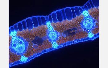 Cross section of Mexican blue palm