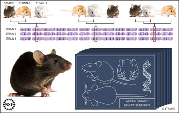 Illustration showing probable evolutionary relationships across mouse strains for various traits