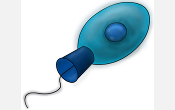 An illustration of a choanoflagellate, a unique single-cell organism.