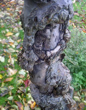 Photo of a crab apple tree trunk.