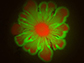 E. coli and A. baylyi cultures form flower-like patterns