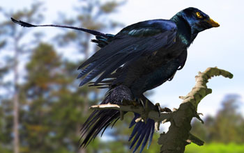 Reconstruction of a lone Microraptor in a forest.