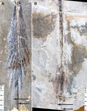 tail feathering in Microraptor specimens.