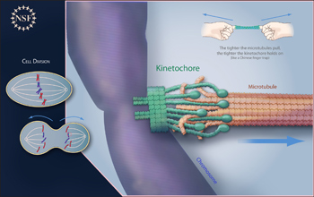illustration showing the kinetochore and microtubule pulling chromosome copies away from each other.