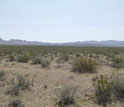 Photo of shrubs in the Mojave Desert.