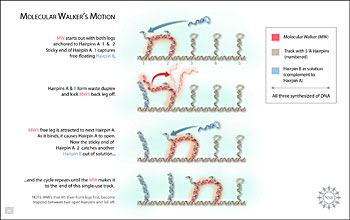 Molecular Walker