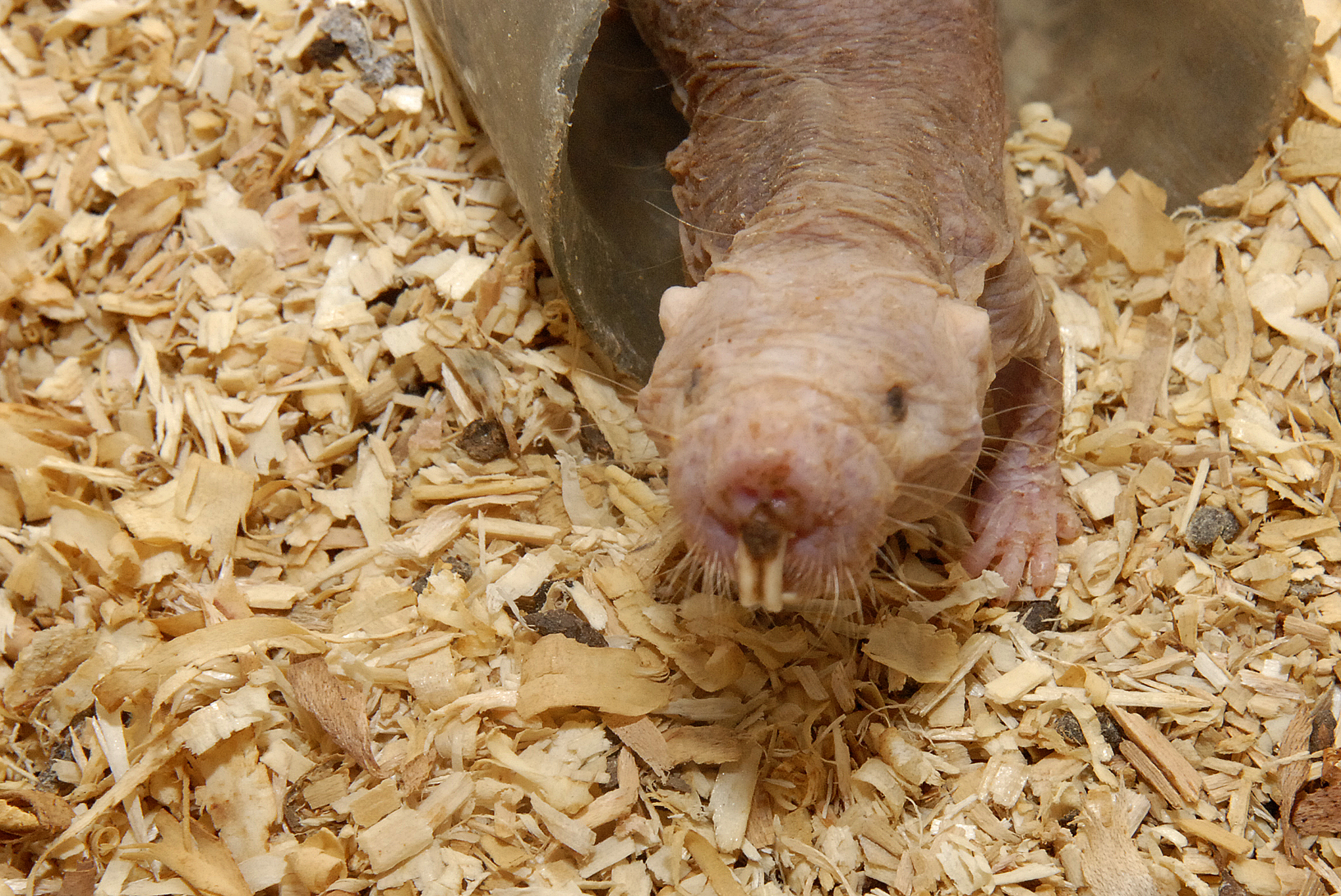 Naked Mole Rats Weirder Than We Realised