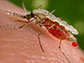 Close up of mosquito on skin