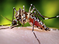 Researchers anticipate rise of some mosquito-borne diseases