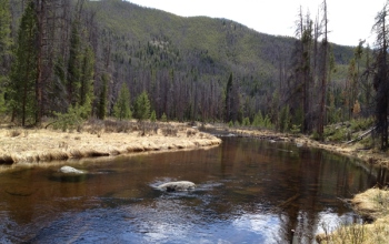 Photo of stream running through a mountain forest.